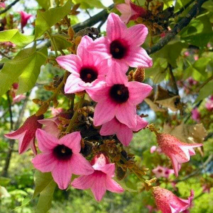 Nasiona Drzewa Koronkowego - Brachychiton Discolor