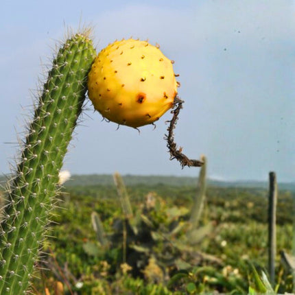 Nasiona Kaktusa Z Hispanioli - Harrisia Divaricata