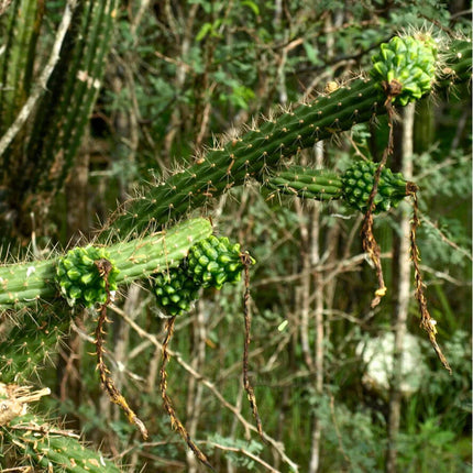 Nasiona Kaktusa Z Hispanioli - Harrisia Divaricata