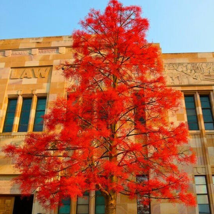 Nasiona Drzewa Ognistego - Brachychiton Acerifolius