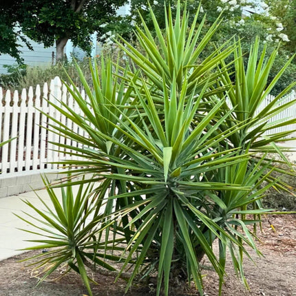 Nasiona Juki Aloesowej - Yucca Aloifolia