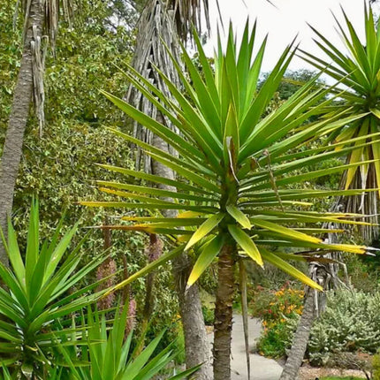 Nasiona Juki Aloesowej - Yucca Aloifolia