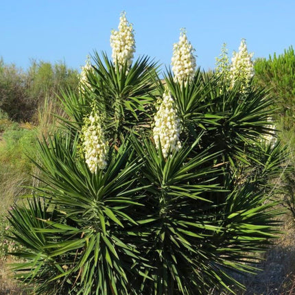 Nasiona Juki Aloesowej - Yucca Aloifolia