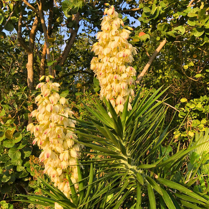 Nasiona Juki Aloesowej - Yucca Aloifolia