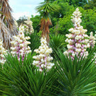 Nasiona Juki Aloesowej (Yucca aloifolia)
