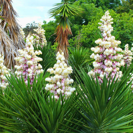Nasiona Juki Aloesowej - Yucca Aloifolia