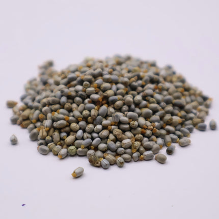 Nasiona Wilczomlecza Błękitnawego - Euphorbia Characias