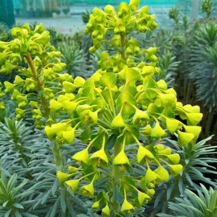 Nasiona Wilczomlecza Błękitnawego - Euphorbia Characias