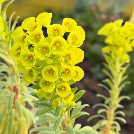 Nasiona Wilczomlecza Błękitnawego - Euphorbia Characias