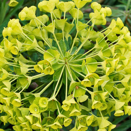 Nasiona Wilczomlecza Błękitnawego - Euphorbia Characias