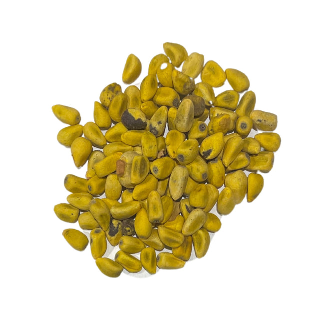 Nasiona Drzewa Ognistego - Brachychiton Acerifolius