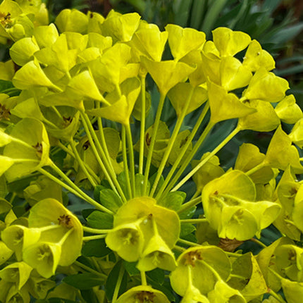 Nasiona Wilczomlecza Błękitnawego - Euphorbia Characias