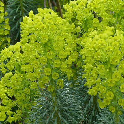 Nasiona Wilczomlecza Błękitnawego - Euphorbia Characias