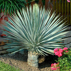 Nasiona Juka Rostrata (Yucca rostrata)