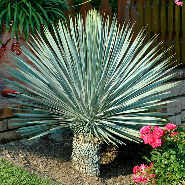 Nasiona Juka Rostrata - Yucca Rostrata