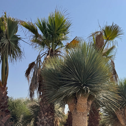 Nasiona Juka Rostrata - Yucca Rostrata