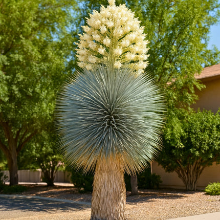 Nasiona Juka Rostrata - Yucca Rostrata
