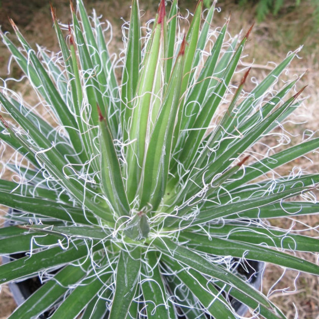 Nasiona Agawy Wielonitkowatej - Agave Multifilifera