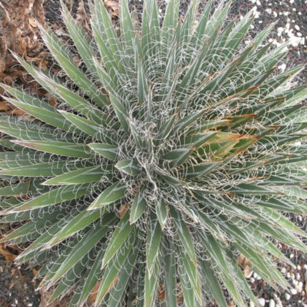 Nasiona Agawy Wielonitkowatej - Agave Multifilifera