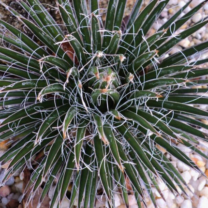 Nasiona Agawy Wielonitkowatej - Agave Multifilifera