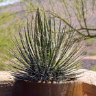 Nasiona Agawy Wielonitkowatej (Agave multifilifera)