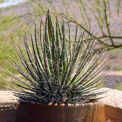 Nasiona Agawy Wielonitkowatej - Agave Multifilifera