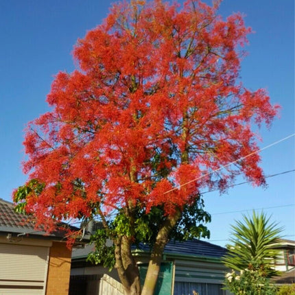 Nasiona Drzewa Ognistego - Brachychiton Acerifolius
