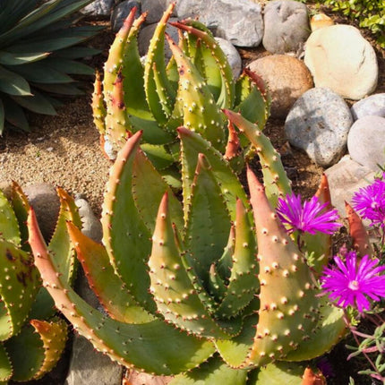 Nasiona Aloesu Ostrego - Aloe Aculeata