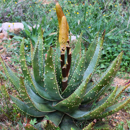 Nasiona Aloesu Ostrego - Aloe Aculeata