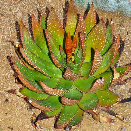 Nasiona Aloesu Ostrego - Aloe Aculeata