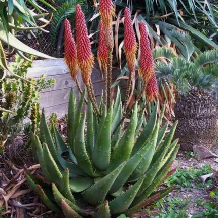 Nasiona Aloesu Ostrego - Aloe Aculeata