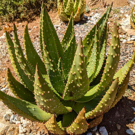 Nasiona Aloesu Ostrego - Aloe Aculeata