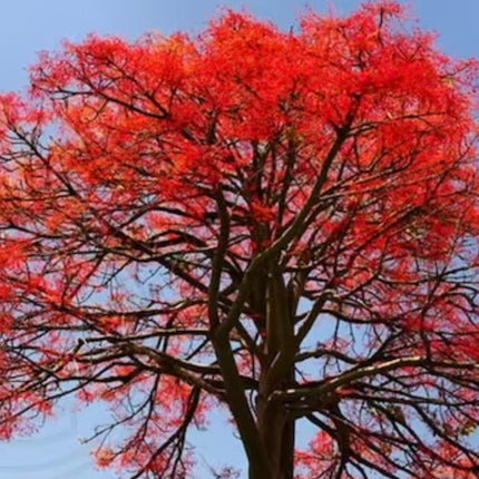 Nasiona Drzewa Ognistego - Brachychiton Acerifolius