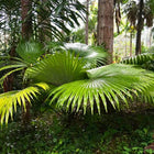 Nasiona Palmy Białego Słonia (Kerriodoxa elegans)