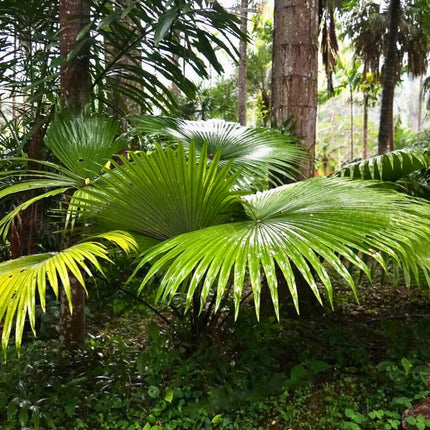 Nasiona Palmy Białego Słonia - Kerriodoxa Elegans