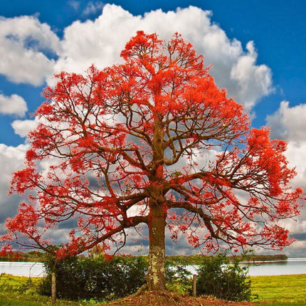 Nasiona Drzewa Ognistego - Brachychiton Acerifolius