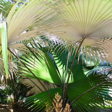 Nasiona Palmy Białego Słonia - Kerriodoxa Elegans