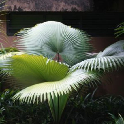 Nasiona Palmy Białego Słonia - Kerriodoxa Elegans