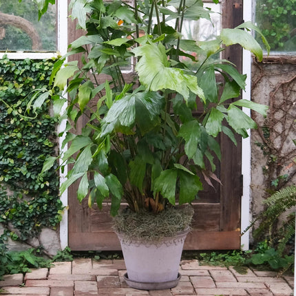 Nasiona Palmy Orzechowej - Caryota Mitis