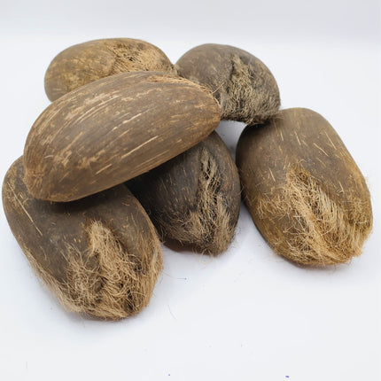 Nasiona Palmy Palmyrowej Nowogwinejskiej - Borassus Heineanus