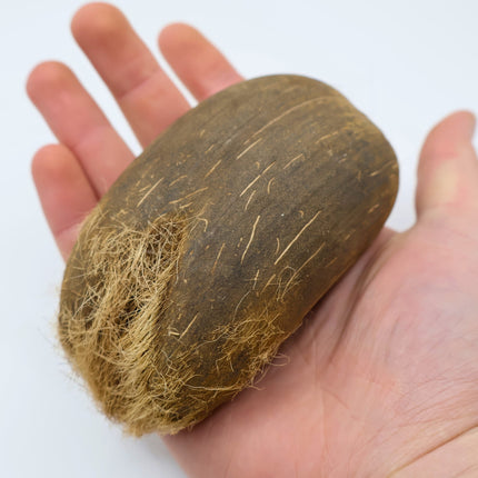 Nasiona Palmy Palmyrowej Nowogwinejskiej - Borassus Heineanus
