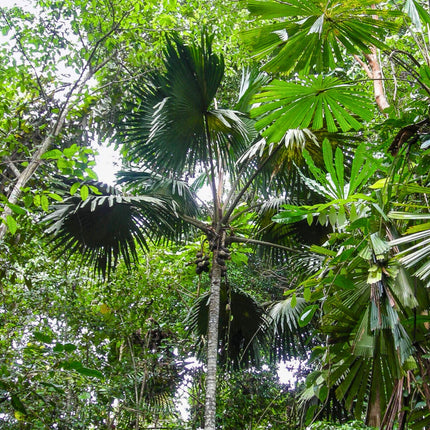 Nasiona Palmy Palmyrowej Nowogwinejskiej - Borassus Heineanus