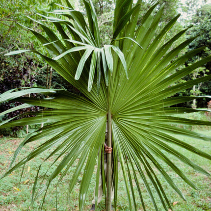 Nasiona Palmy Palmyrowej Nowogwinejskiej - Borassus Heineanus