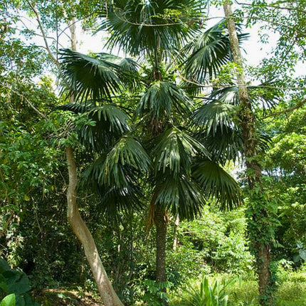 Nasiona Palmy Palmyrowej Nowogwinejskiej - Borassus Heineanus