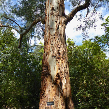 Nasiona Eukaliptusa Kamaldulskiego - Eucalyptus Camaldulensis