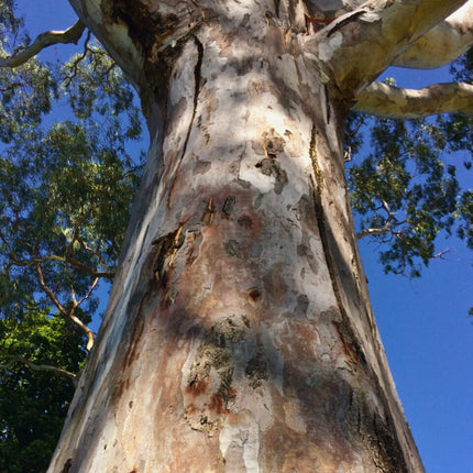 Nasiona Eukaliptusa Kamaldulskiego - Eucalyptus Camaldulensis