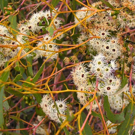 Nasiona Eukaliptusa Kamaldulskiego - Eucalyptus Camaldulensis