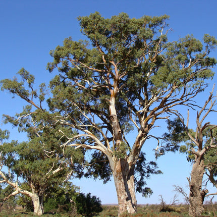 Nasiona Eukaliptusa Kamaldulskiego - Eucalyptus Camaldulensis
