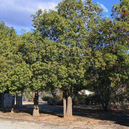 Nasiona Stuleciana Topololistnego - Brachychiton Populneus