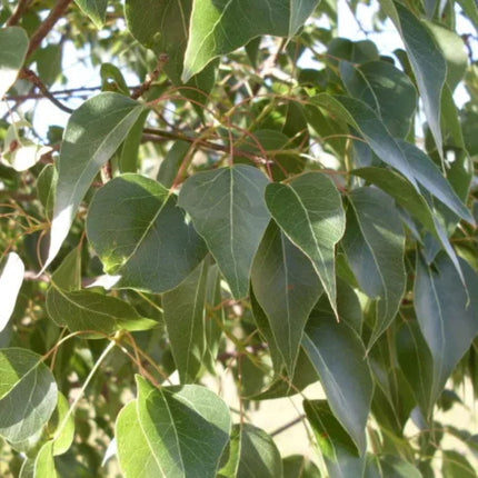 Nasiona Stuleciana Topololistnego - Brachychiton Populneus